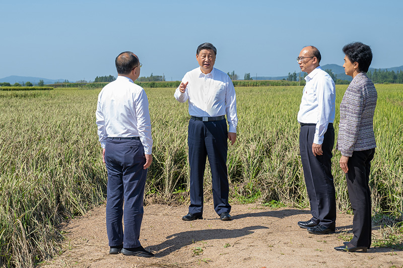 9月6日至8日，中共中央總書記、國(guó)家主席、中央軍委主席習(xí)近平在黑龍江考察。這是7日上午，習(xí)近平在遭受洪澇災(zāi)害的哈爾濱尚志市老街基鄉(xiāng)龍王廟村，察看水稻受災(zāi)情況。